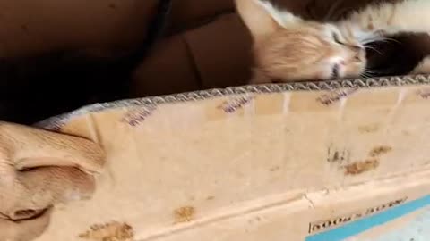 The poor cat