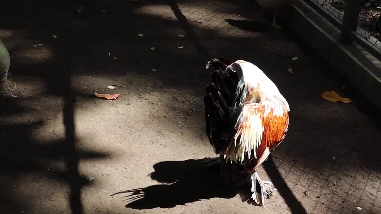 UNIK, AYAM TANPA WAJAH ? ADA YANG TAU JENISNYA ?