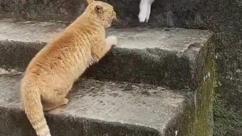 Cute And Funny Cats 😍😍😅😅 #viral #shorts #reels #cat #cats #pets #catsshare