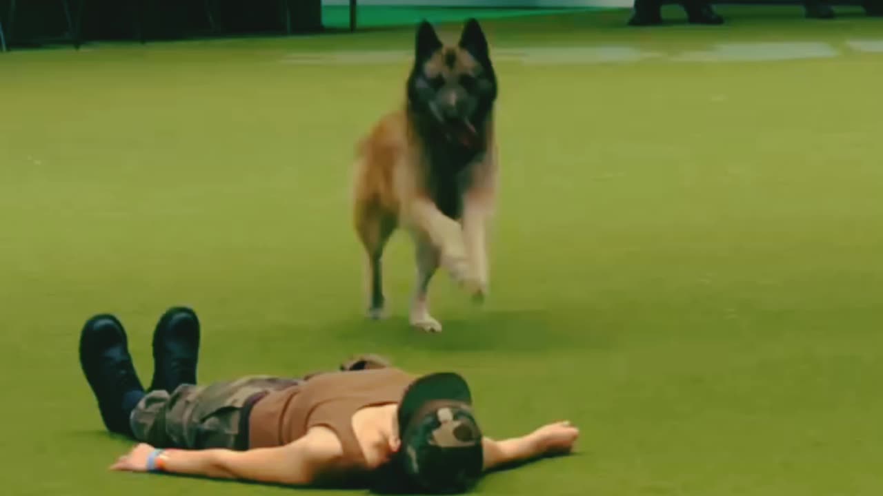 Amazing dog performance CPR,squats and press upa in heelwork to music routine .
