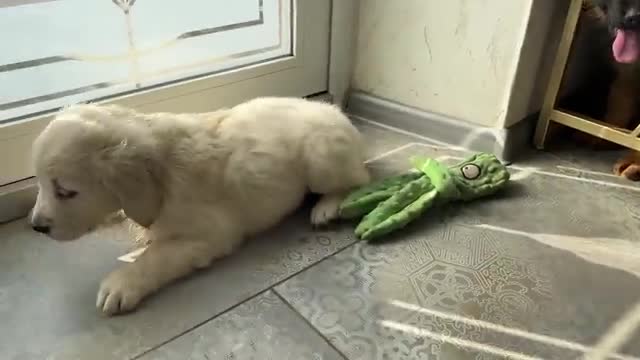 Funny German Shepherd Puppy and Cute Golden Retriever Puppy Playing