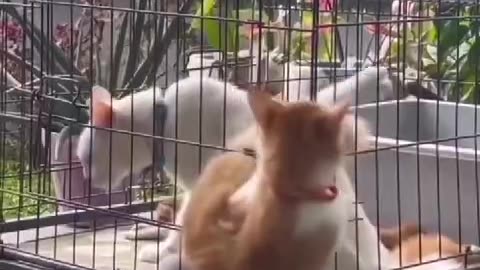 Sweet moments in the life of pets😍🐈‍⬛️🐈