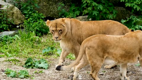 Walk lion on the forest