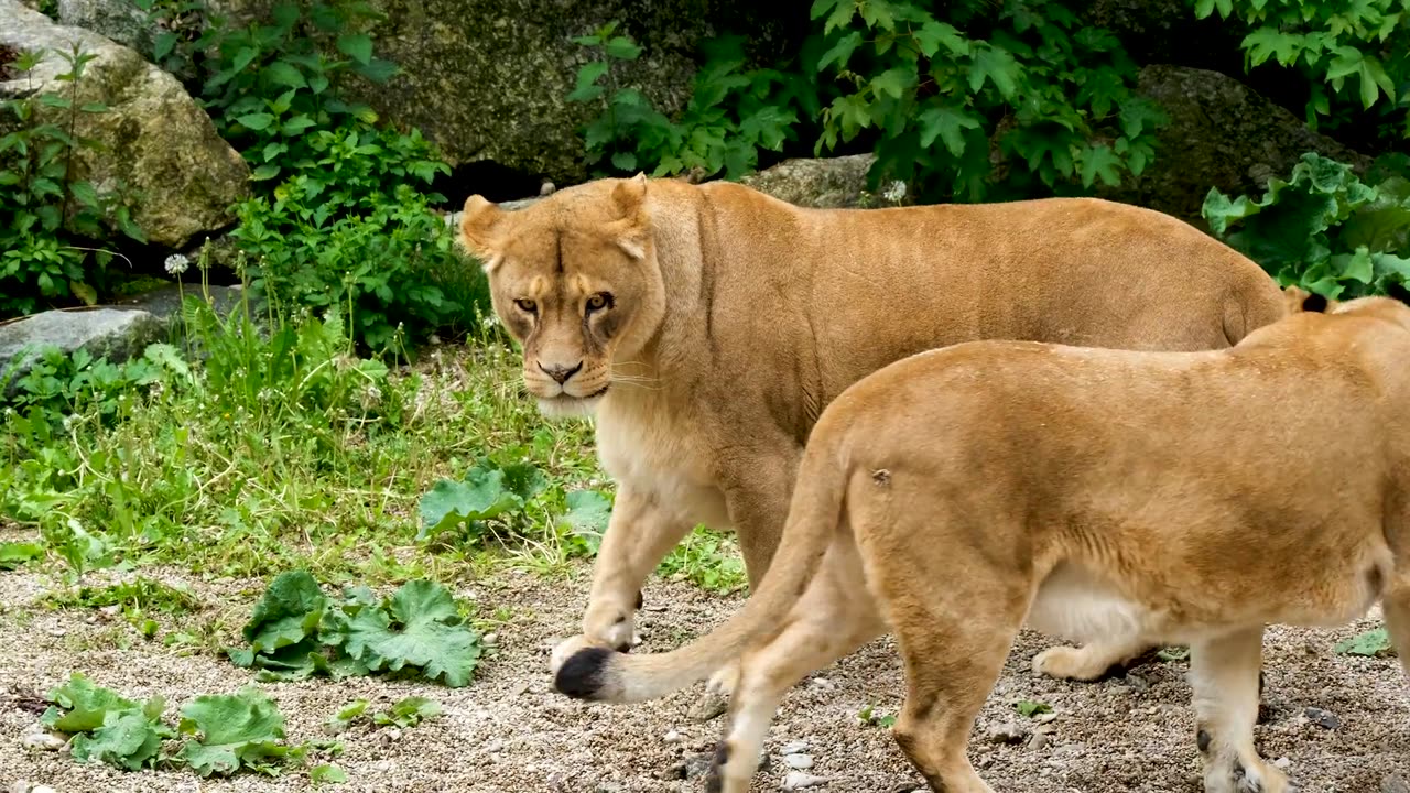 Walk lion on the forest