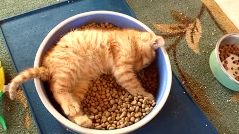Cat Lays in Dinner Bowl While Eating