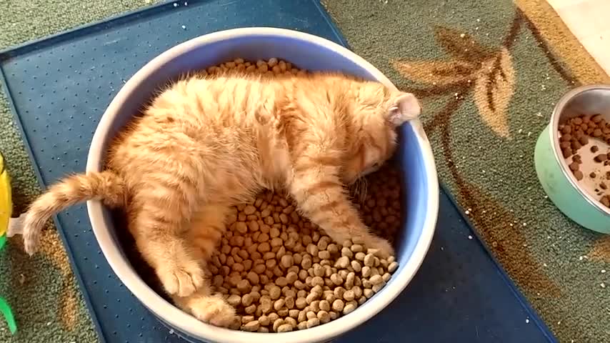 Cat Lays in Dinner Bowl While Eating