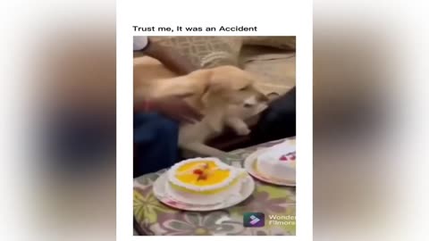Funny Animal Videos! Best Compilation 2024(1)