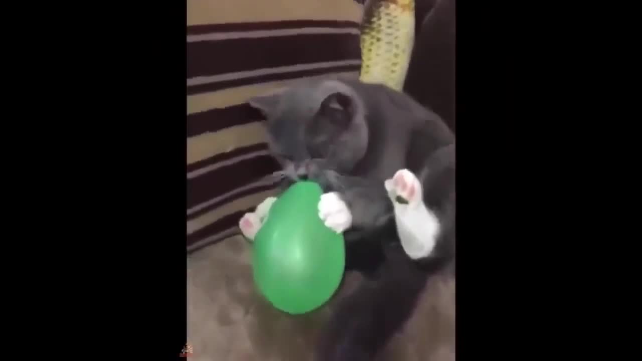 FUNNY ANIMALS #3 - CUTE AND HILARIOUS ANIMALS AND PETS