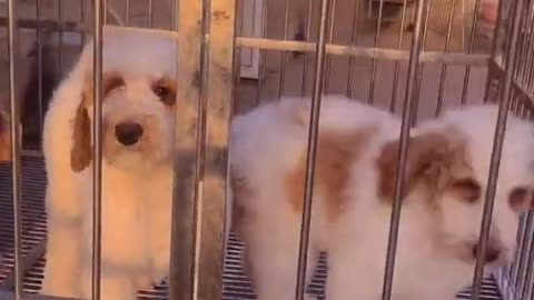 POODLE DOG GIGANTIC CUTEHARRISH ►► #20