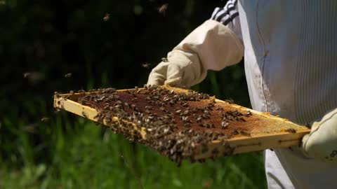 The wonderful natural honey bee insect