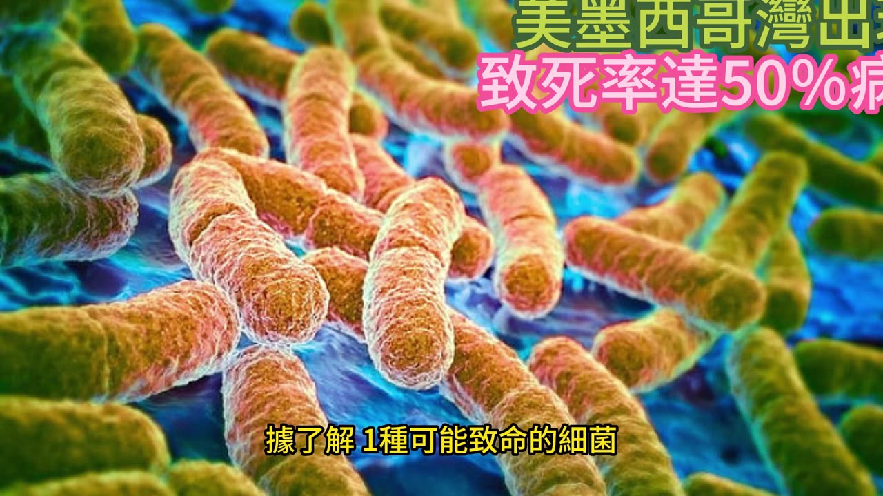 美墨西哥灣出現 致死率達50%病毒