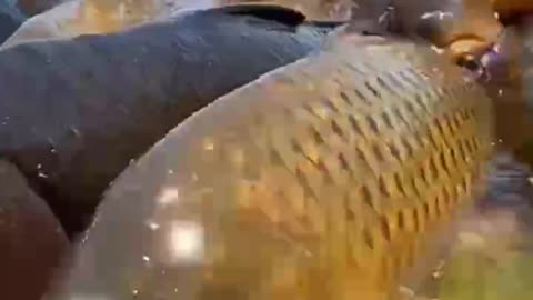 Naughty animals and funny