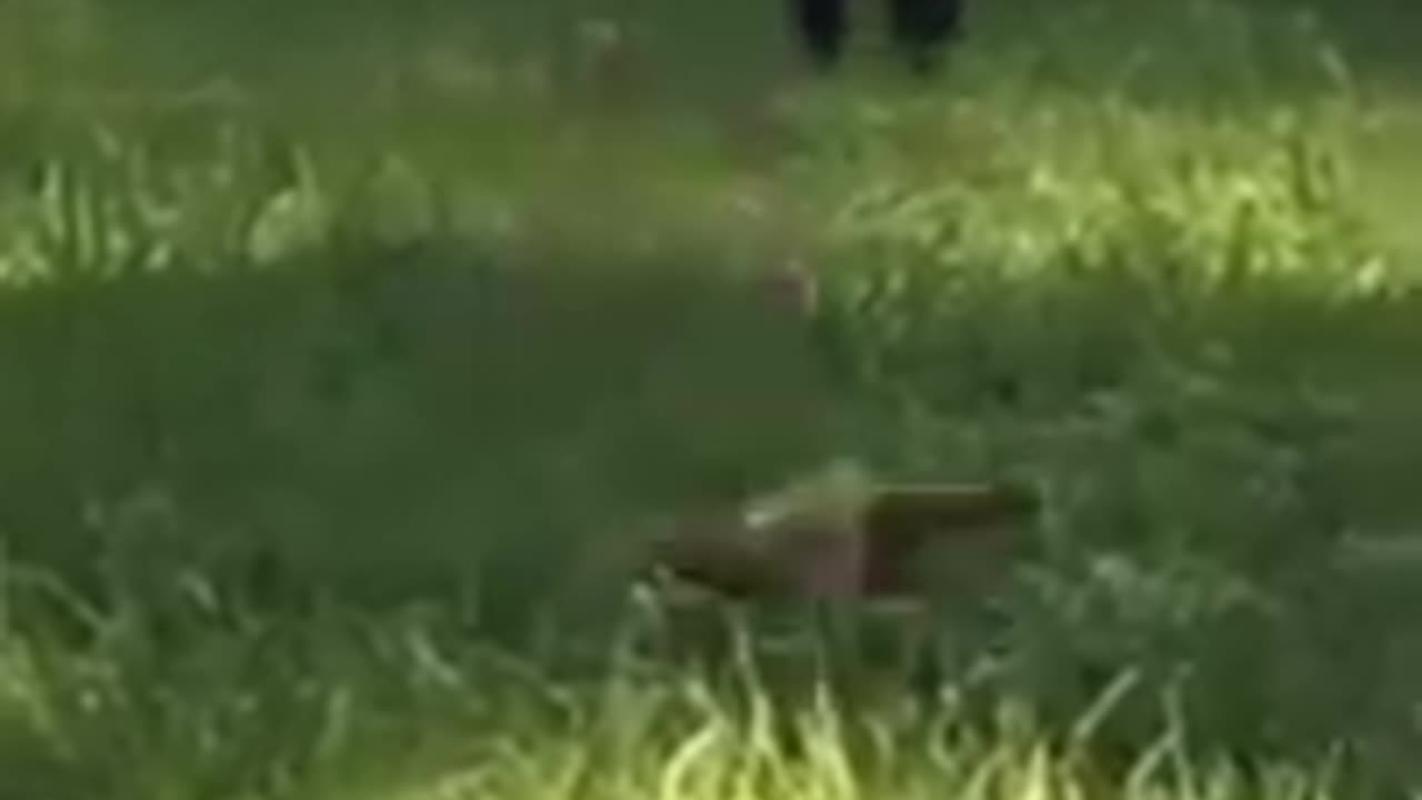 FUNNY CATS FUNNY ANIMALS TRY NOT TO LAUGH