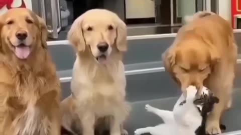 Funny animals video