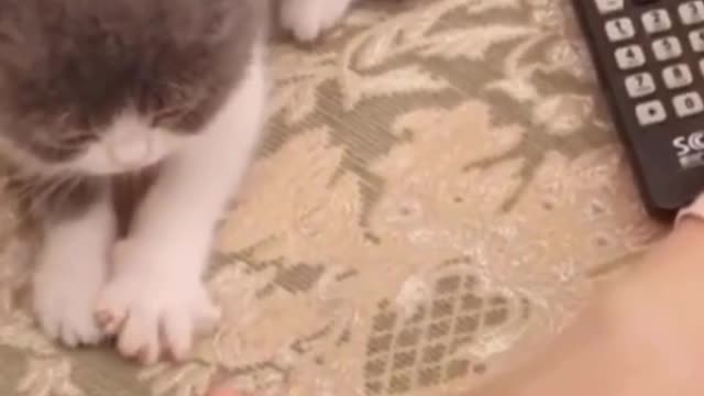 Cute Cat Flexing