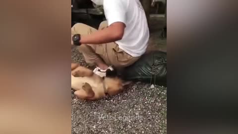 Funny cat videos