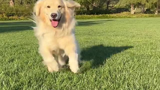 This just makes me more convinced that dogs should live forever 🥺