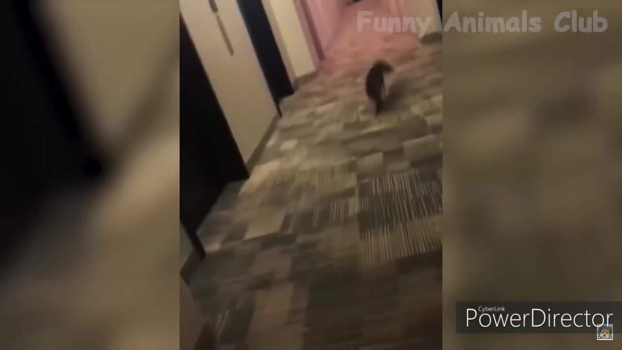 running cat