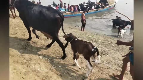 Best Funniest Animal Videos 2023 😂 Part 2