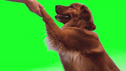 Dog training in hand shake