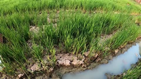 Unbelievable Fishing At Rice Fields- Turtle Koi Blood Parrot Giant Oranda Goldfish Suckermouth Betta
