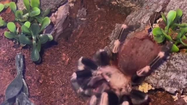 WOW 😳 . Bu #nhanduchromatus #chromatus #brazil #vogelspinne #tarantula #ptasznik