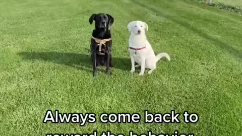 Best method to train your dog !