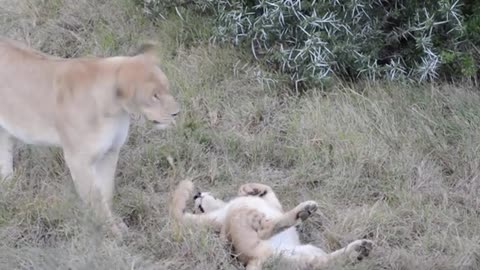 Lioness and her playful cubs