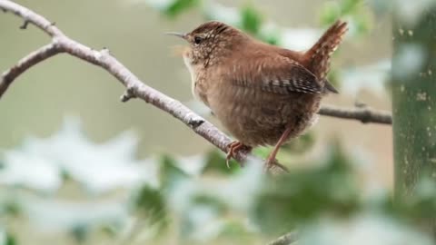 Cute bird singing