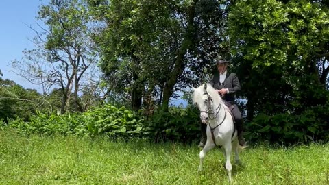 Lusitano Strutting His Stuff