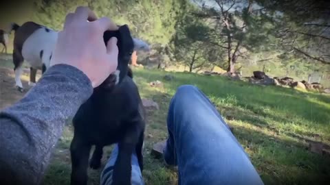307 FUNNY FARM - Baby Goat Attack