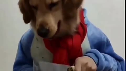 Chef Paws at your Service!