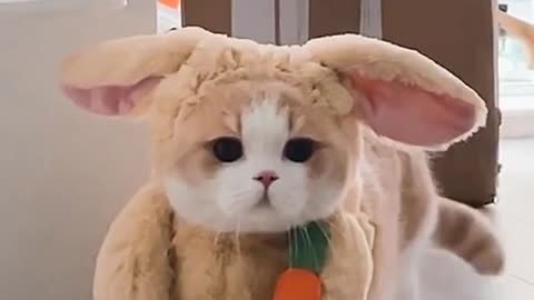 Cosplay rabbit