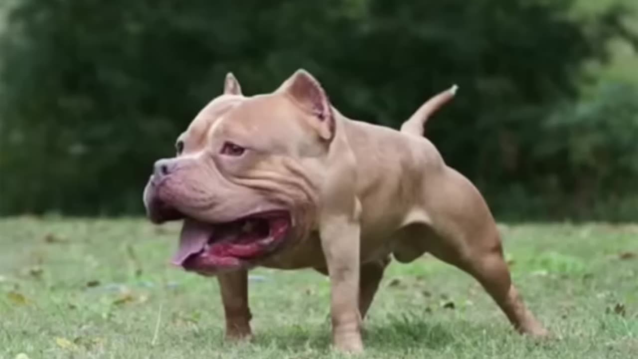Funny animals part 9