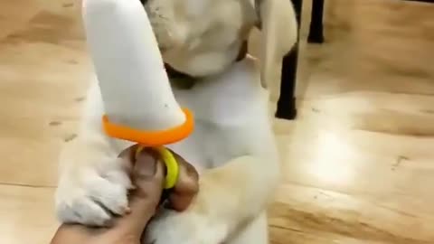 Dogs like to play with toys.