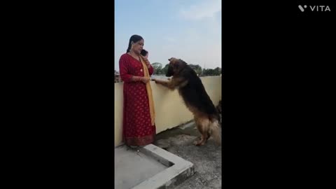 Naughty German shepherd