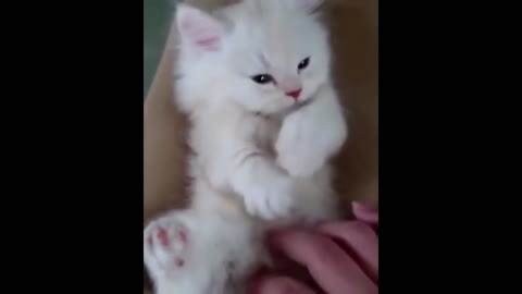 Cute Baby Animals
