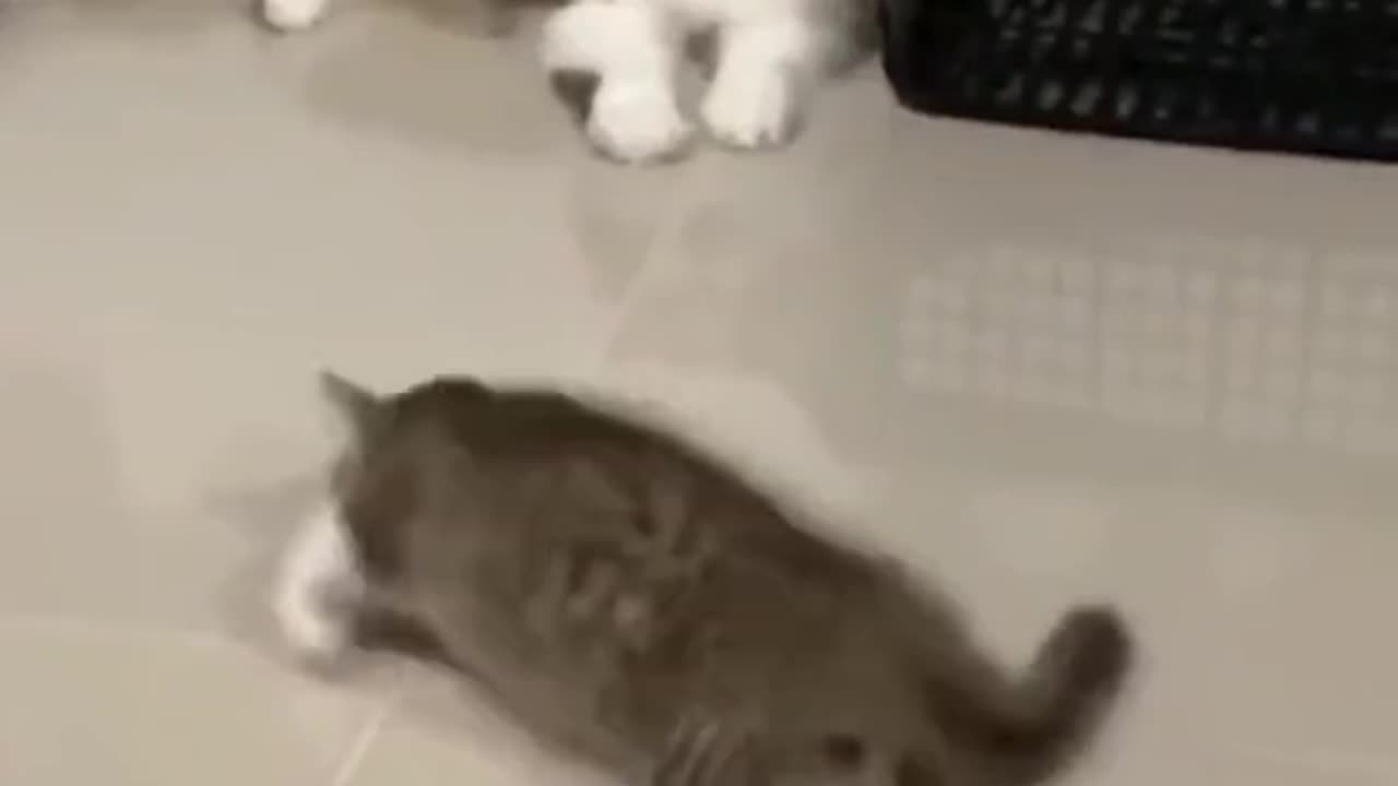 Funny Cats #10