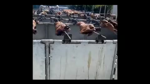 DESAPARECIDOS ROSTIZADOS