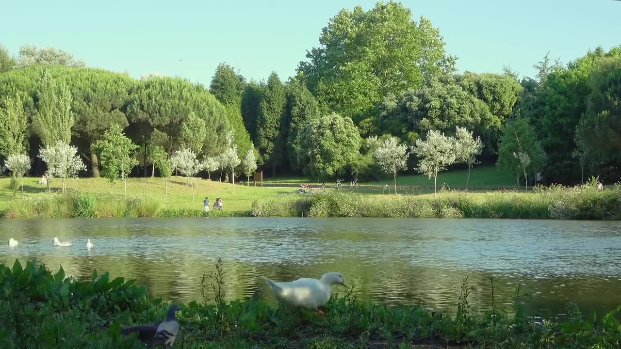 Park Ducks Nature Lake Animals Trees Birds Water