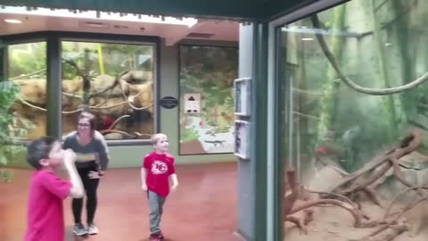 Children and infants feeding animals in the zoo
