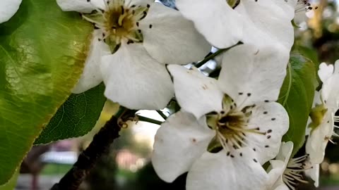 Spring flowers