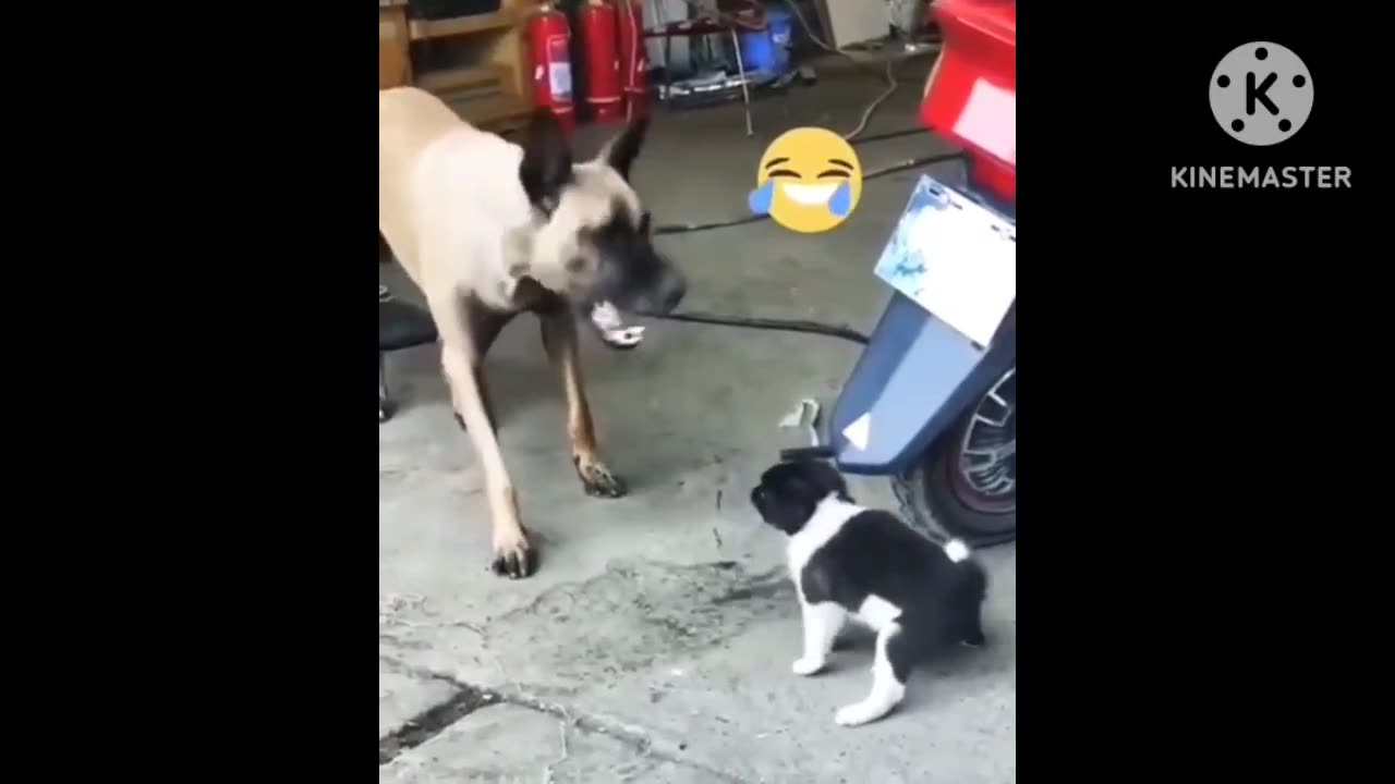 Funny Animals Compilation Cats and Dogs