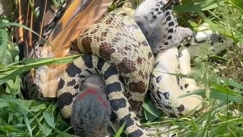 Birds vs Snake Fight.