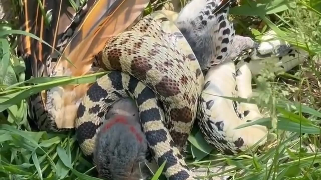 Birds vs Snake Fight.