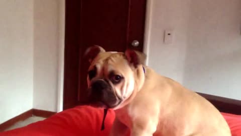 dog want to play with cat