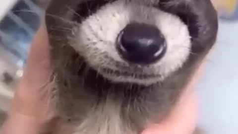 The Secret of Cute 🔥