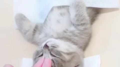 Wow. The cat’s hand. It’s so lovely.