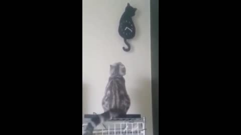 Ohh.....nooo....... catss😺💯🔥 funny moments