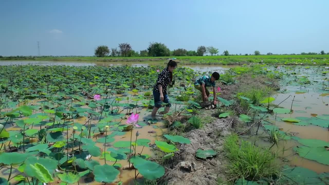 Harvest Lotus root and pick fruit for cooking